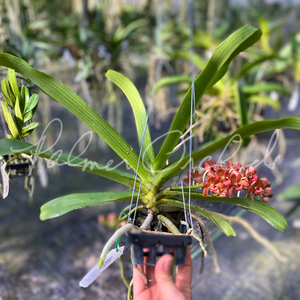 Rhynchostylis gigantea 'Super Tangerine' — Palmer Orchids